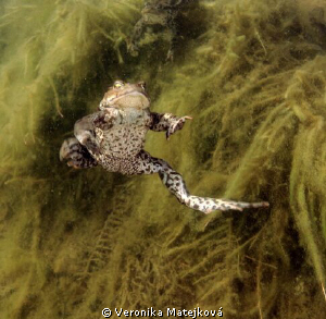 Crazy Frog :) by Veronika Matějková 